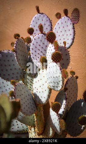 Une jeune poire épineuse de Santa Rita pourpre, germe de nouveaux coussinets de printemps, le violet de l'Opuntia violacea est rare dans les cactus, dans le sud du Nouveau Mexique Banque D'Images