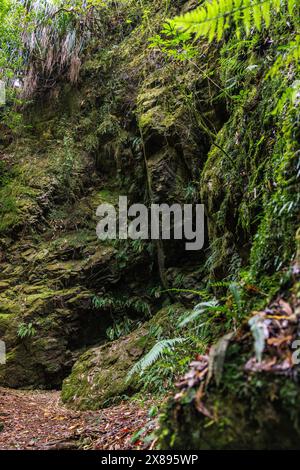 Une image d'un visage rocheux couvert de mousse, de verdure et de fougères Banque D'Images