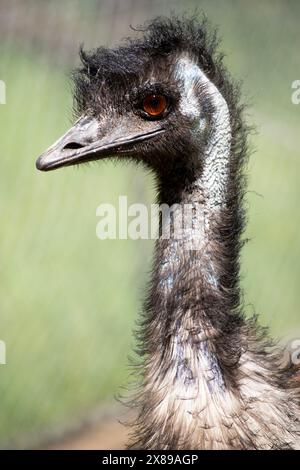 Les émeus sont recouverts de plumes primitives qui sont brun foncé à brun gris avec des pointes noires. Banque D'Images