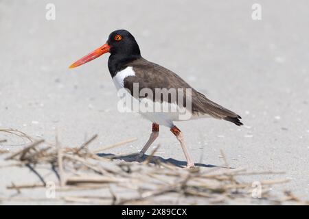 Gros plan d'American Oystercatcher avec des bandes sur les jambes marchant sur la plage protégée du parc national de Cape May point Banque D'Images