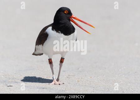 Gros plan d'American Oystercatcher avec des bandes sur les jambes marchant sur la plage protégée du parc national de Cape May point Banque D'Images