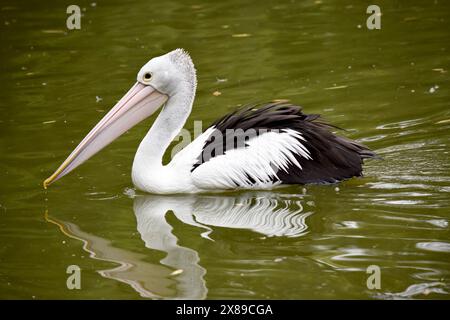 Les pélicans australiens sont l'un des plus grands oiseaux volants. Ils ont un corps et une tête blancs et des ailes noires. Ils ont un grand projet de loi rose. Banque D'Images