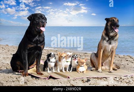 chihuahuas , malinois et rottweiler sur la plage, au printemps Banque D'Images