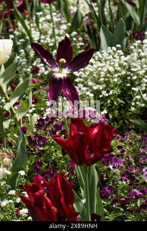 Tulipes rouges et oubliettes blanches fleurissent dans les jardins Hermannshof à Weinheim, en Allemagne Banque D'Images