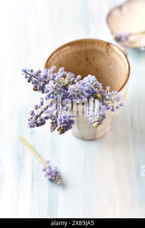 Fleurs violettes sur fond en bois lumineux. Gros plan. Copier l'espace Banque D'Images