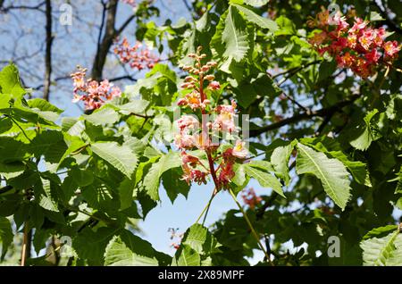 Branche châtaignier rouge sur fond de feuilles vertes luxuriantes, gros plan. Fleurs de châtaigniers arbre au printemps. Mise au point sélective, backgrou flou Banque D'Images