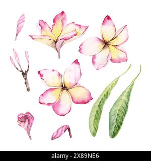 Plumeria fleurs et feuilles vertes ensemble tropical. Motif clip art arbre Frangipani. Illustrations d'aquarelle dessinées à la main isolées sur fond blanc. Banque D'Images