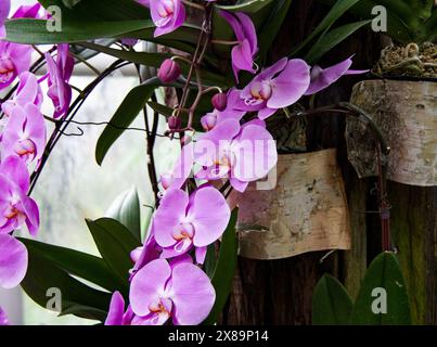 Orchidées roses suspendues au jardin botanique de Singapour en 2024 Banque D'Images