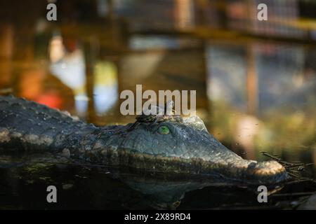 Tortue est assise sur la tête d'un crocodile au zoo Banque D'Images