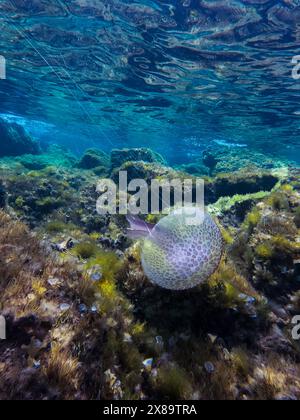 Gros plan de Pelagia noctiluca qui est une méduse de la famille des Pelagiidae, également connue sous le nom de stinger mauve ou gelée à rayures violettes, flottant dans l'échalote Banque D'Images