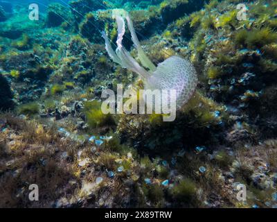 Pelagia noctiluca est une méduse de la famille des Pelagiidae également connue sous le nom de stinger mauve, flottant au-dessus du fond de la mer Méditerranée. Sealife concept Banque D'Images