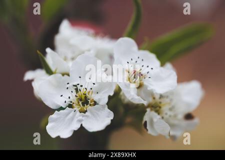 Gros plan d'une fleur blanche avec quelques taches noires. La fleur est entourée de feuilles vertes Banque D'Images