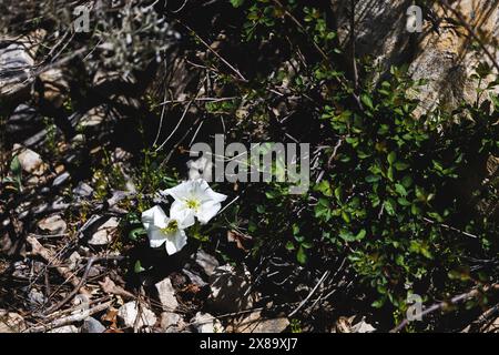 Une fleur blanche est au milieu d'une zone rocheuse. La fleur est entourée de beaucoup de mauvaises herbes et de branches Banque D'Images