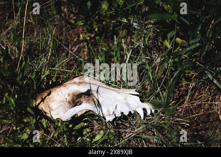 Un os animal blanc repose sur le sol dans un champ herbeux. L'os est partiellement recouvert d'herbe, et c'est un os de cerf. Concept de nature et th Banque D'Images