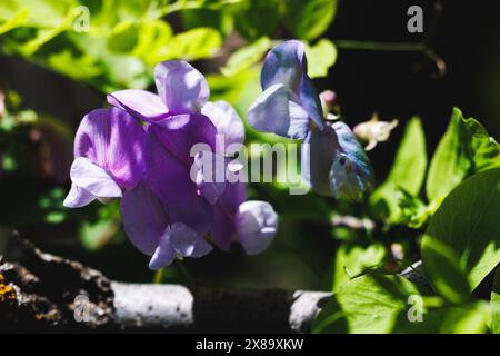 Une fleur violette est au premier plan d'un fond vert. La fleur est entourée de feuilles et de tiges vertes. L'image a un m paisible et apaisant Banque D'Images