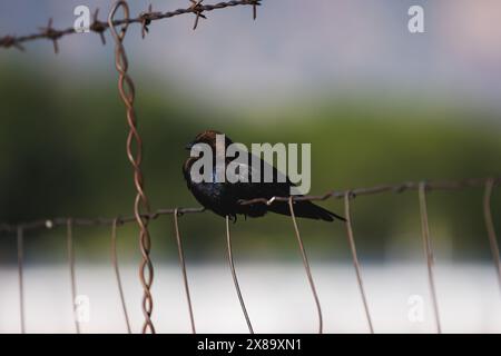 Un oiseau est perché sur une clôture en fil de fer. L'oiseau est noir et il est mouillé. L'image a une sensation de mauvaise humeur et un peu sombre, car l'oiseau est seul et per Banque D'Images