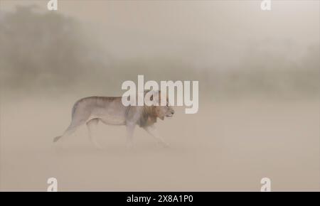 Lion dans Dust Storm Banque D'Images