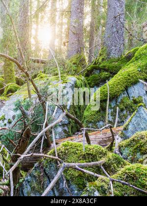 La lumière du soleil filtre à travers les arbres, éclairant les roches couvertes de mousse et les troncs d'arbres dans une zone boisée en Suède. Les rochers et les arbres sont couverts en vib Banque D'Images