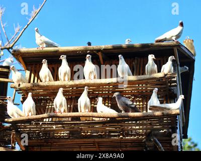 les pigeons blancs se rassemblent dans une cage sur un arbre dans un parc naturel Banque D'Images