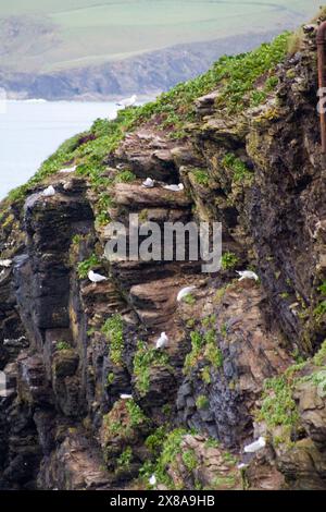 Mouettes sur Cliff face (larus argentatus) Port Issac Cornwall Angleterre royaume-uni Banque D'Images
