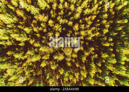 vue aérienne d'un drone, détail des canopées d'une forêt de pins à sumset, fond de texture Banque D'Images