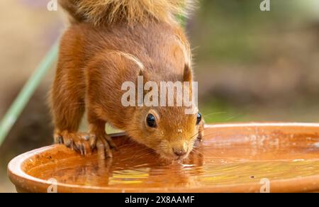 Gros plan d'un petit écureuil rouge écossais assoiffé prenant un verre d'eau Banque D'Images