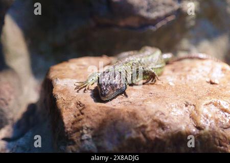 Lézard émeraude ibérique (Lacerta schreiberi) Banque D'Images