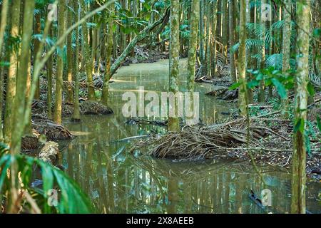 Paysage de palmiers piccabeen (Archontophoenix cunninghamiana) dans une forêt tropicale tôt le matin dans la réserve pittoresque Mary Cairncross au printemps, au Banque D'Images