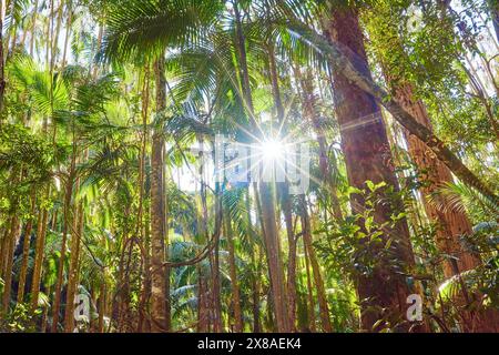 Paysage de palmiers piccabeen (Archontophoenix cunninghamiana) dans une forêt tropicale tôt le matin dans la réserve pittoresque Mary Cairncross au printemps, au Banque D'Images