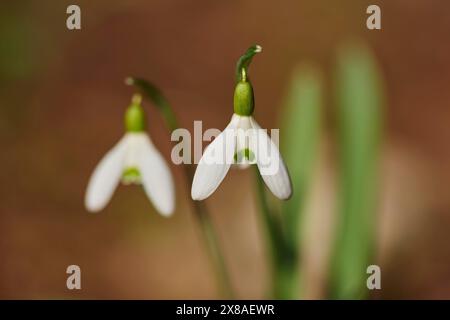 Gros plan d'une goutte de neige commune (Galanthus nivalis) fleurissant dans une forêt, Haut-Palatinat, Bavière, Allemagne, Europe Banque D'Images