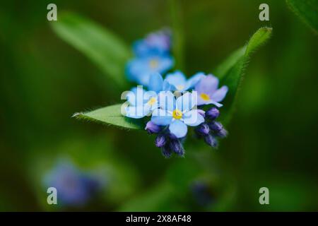 Bois Forget-me-not ou bois Forget-me-not (Myosotis sylvatica) au printemps, Haut-Palatinat, Bavière, Allemagne, Europe Banque D'Images