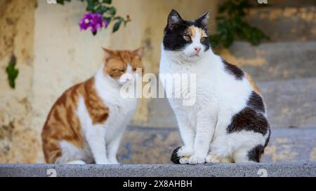 Deux chats, un noir et blanc, un orange et blanc, assis sur des marches de pierre et regardant dans des directions différentes, chats, Rhodes Old Town, Rhodes Town, R Banque D'Images