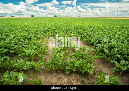 Vue d'un champ vert mature de plantes de betterave fourragère un jour de juillet dans l'est de la Pologne Banque D'Images