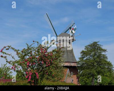 Moulin à vent sur une journée ensoleillée avec un ciel bleu, entouré de fleurs et d'arbres, moulin à vent sur un monticule avec des fleurs en fleurs devant un ciel nuageux, Greetisel, Banque D'Images