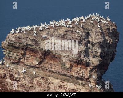 Grande roche au bord de la mer, couverte d'oiseaux blancs, avec de l'eau bleu profond en arrière-plan, de nombreux fans sur un rocher dans la mer du Nord en été, basse Morus Banque D'Images