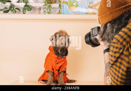 Photographe caucasien avec un appareil photo prenant des photos de chiens Banque D'Images