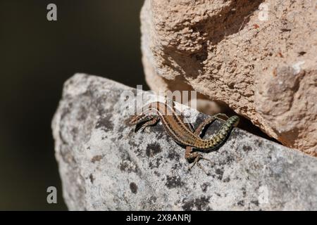 Lézard hispanique ibérique (Podarcis hispanicus) récupérant de la vitalité au soleil sur rocher dans la Sierra de Mariola, Alcoy, Espagne Banque D'Images