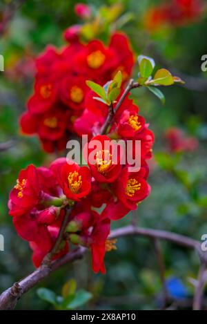 Gros plan de Chaenomeles japonica (coing fleuri) rouge vif fleuri sur une branche, mettant en valeur les pétales délicats et les étamines jaune vif dans un cadre luxuriant Banque D'Images