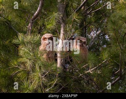 Deux bébés grands owlets à cornes avec adulte dans un nid dans un pin. Banque D'Images