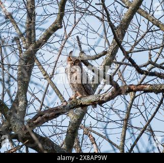 Grand hibou à cornes adulte assis sur une branche d'arbre le jour du printemps. Banque D'Images