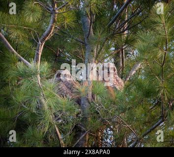 Deux bébés grands owlets à cornes dans un nid dans le pin le jour du printemps. Banque D'Images