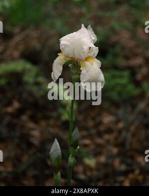Grand cimetière iris avec des accents jaunes et des gouttes de pluie Banque D'Images