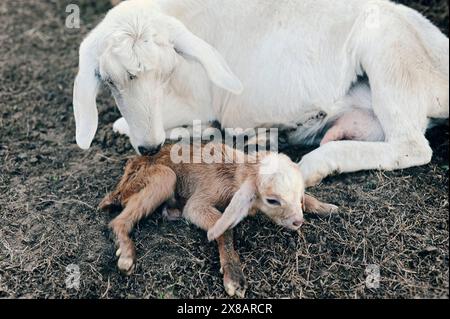 Chèvre blanche s'occupant de son gosse brun nouveau-né sur le sol. Banque D'Images