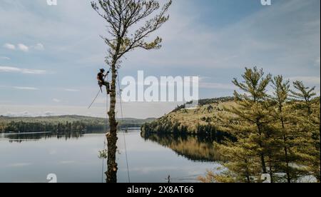 Logger grimpe haut dans le pin au-dessus du lac regardant dans le Maine Banque D'Images