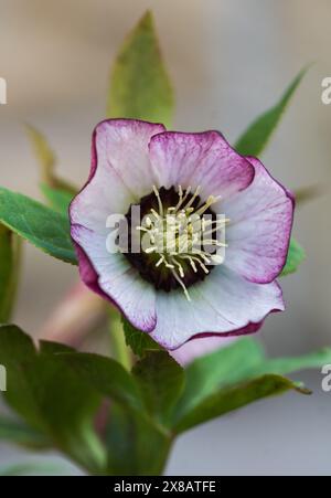 Gros plan du centre de la fleur d'hellebore en floraison au début du printemps. Banque D'Images