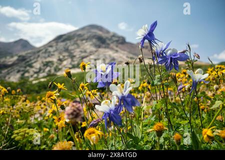 Columbine fleurit dans la région sauvage de Weminuche, Colorado Banque D'Images