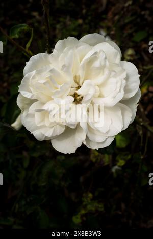 Rose. Wilton. Une fleur blanche classique poussant dans un jardin au Royaume-Uni. Banque D'Images