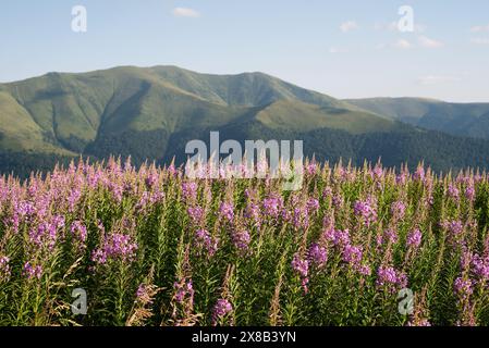 Floraison de Fireweed dans un pré de montagne Banque D'Images