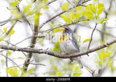 Parula du Nord perchée sur la branche chantant au printemps à Ottawa, Canada Banque D'Images