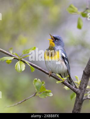 Parula du Nord perchée sur la branche chantant au printemps à Ottawa, Canada Banque D'Images